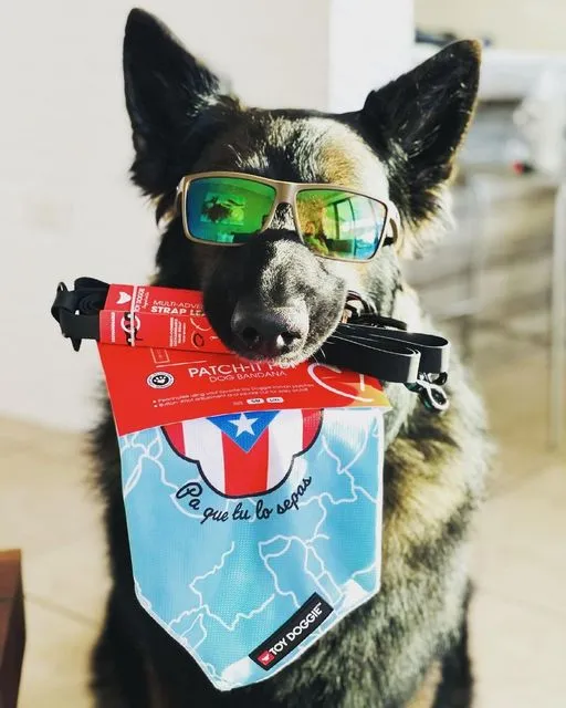 Bori Cooling Dog Bandana