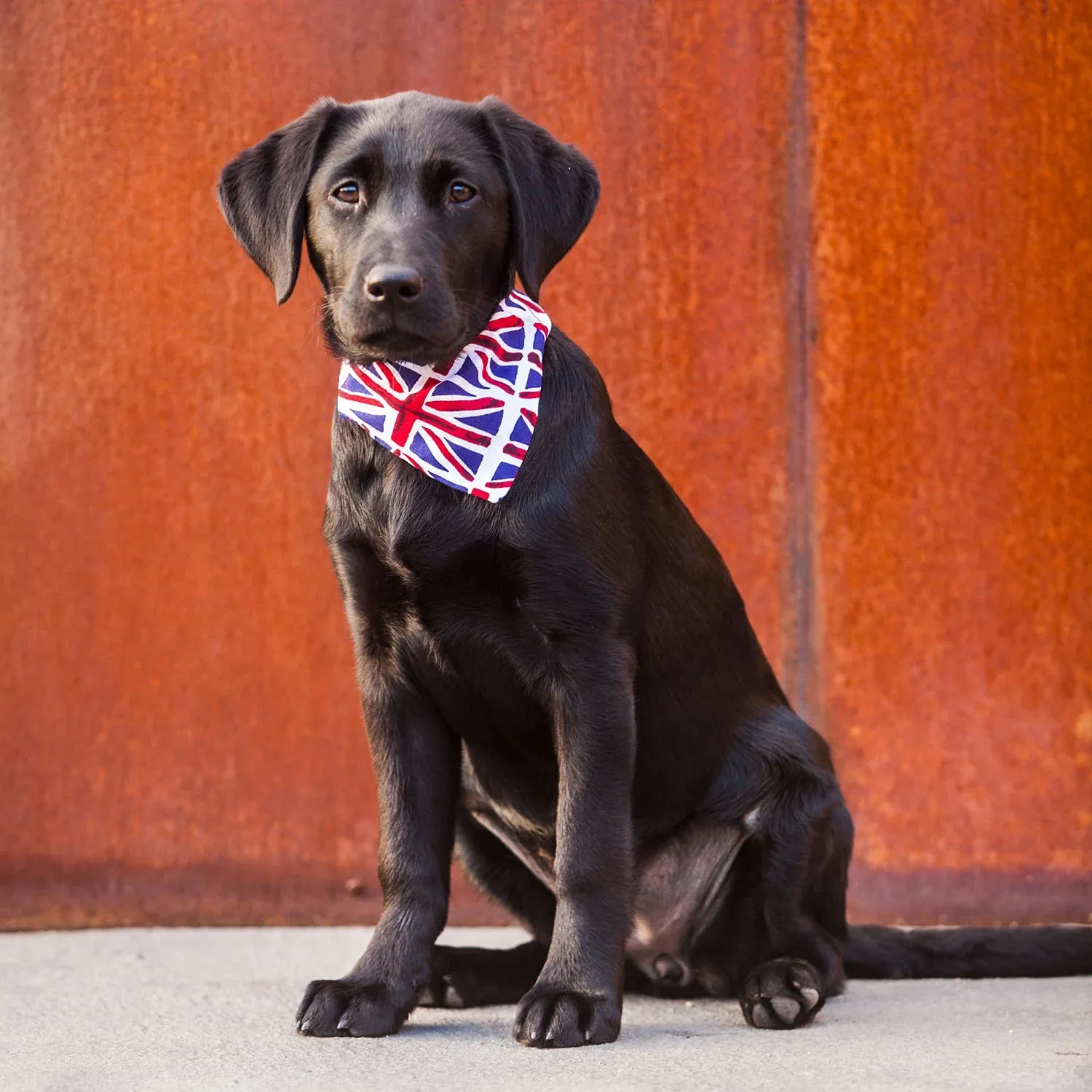 Creature Clothes Slip On Bandana Union Jack