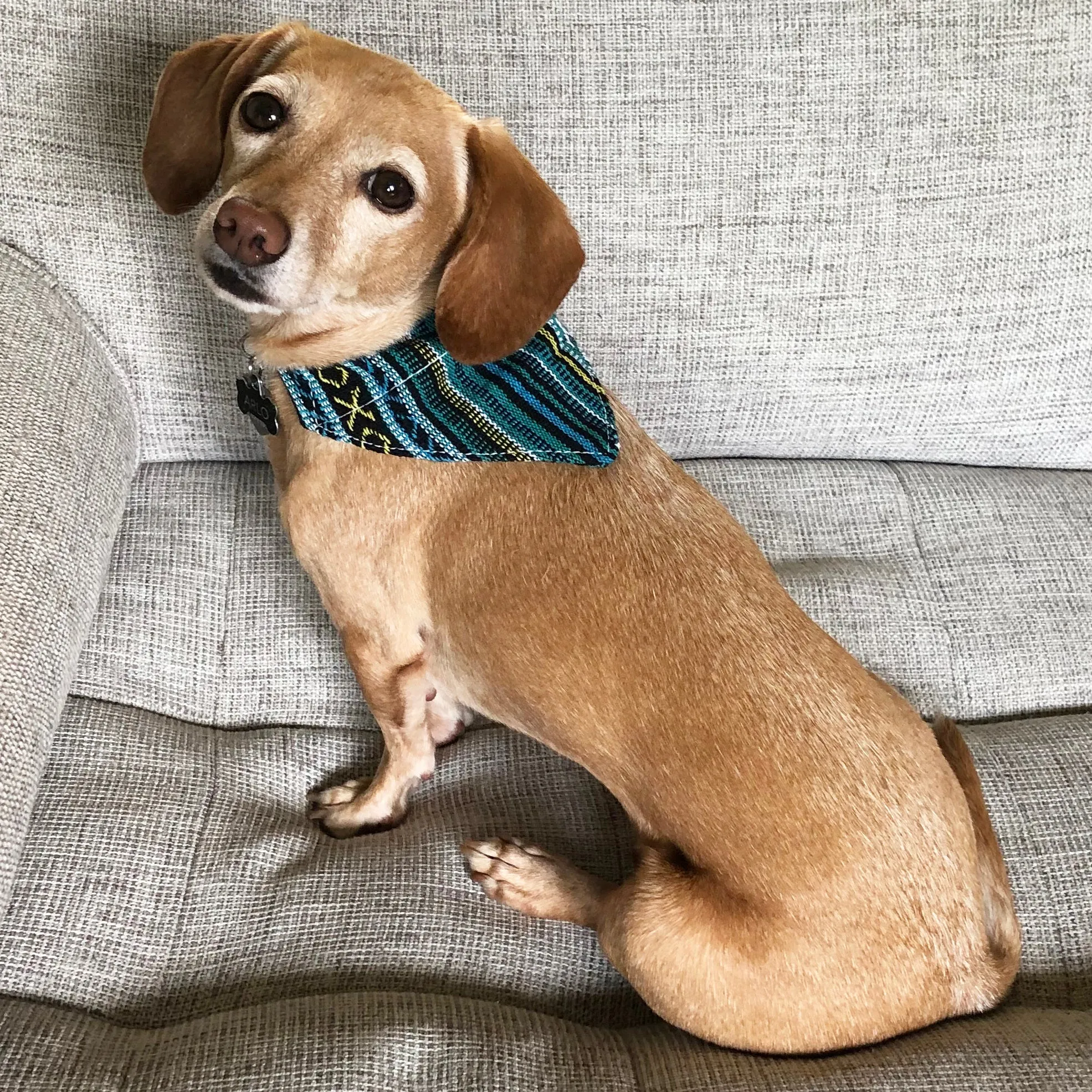 Dog Bandana Small - Peacock Blue Woven