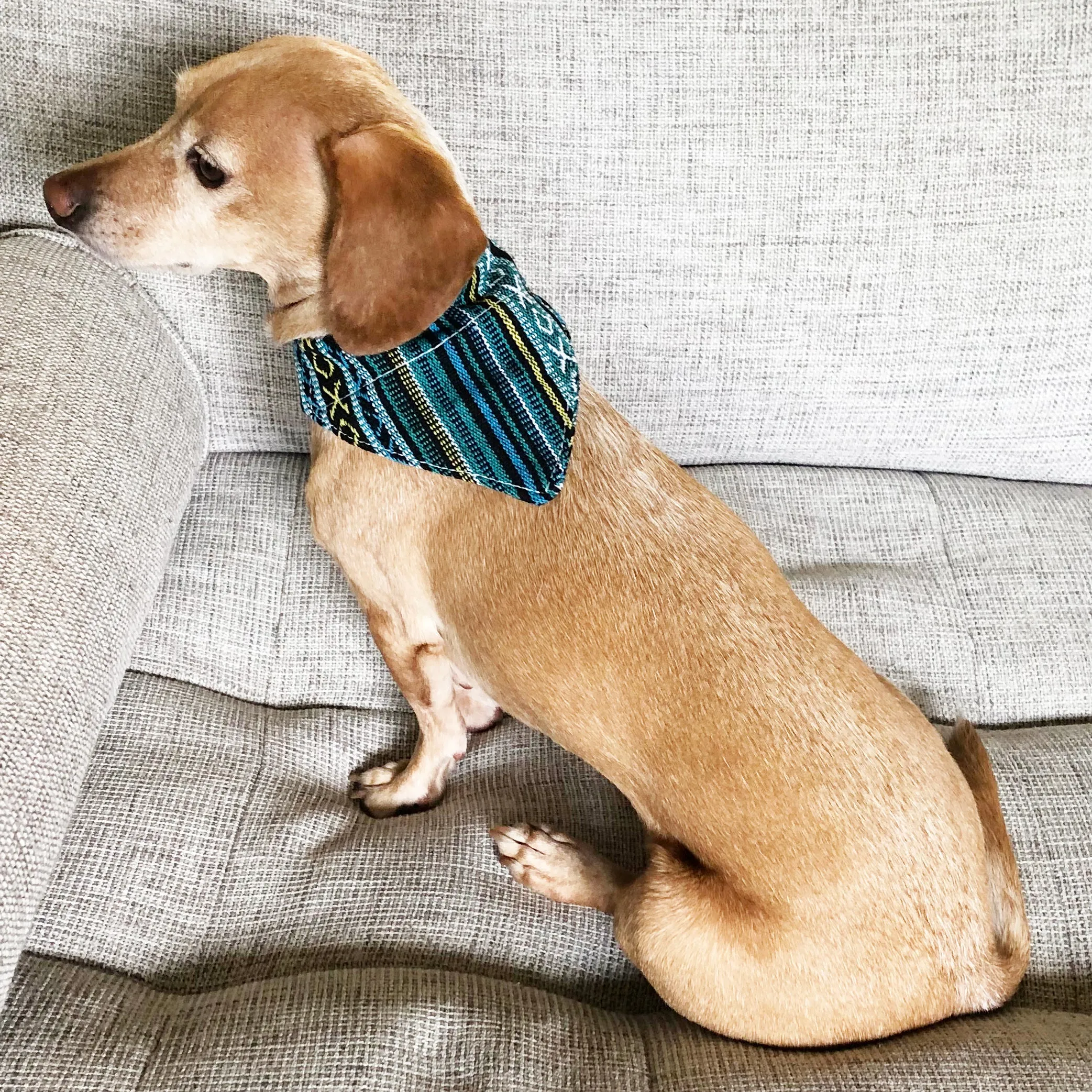 Dog Bandana Small - Peacock Blue Woven