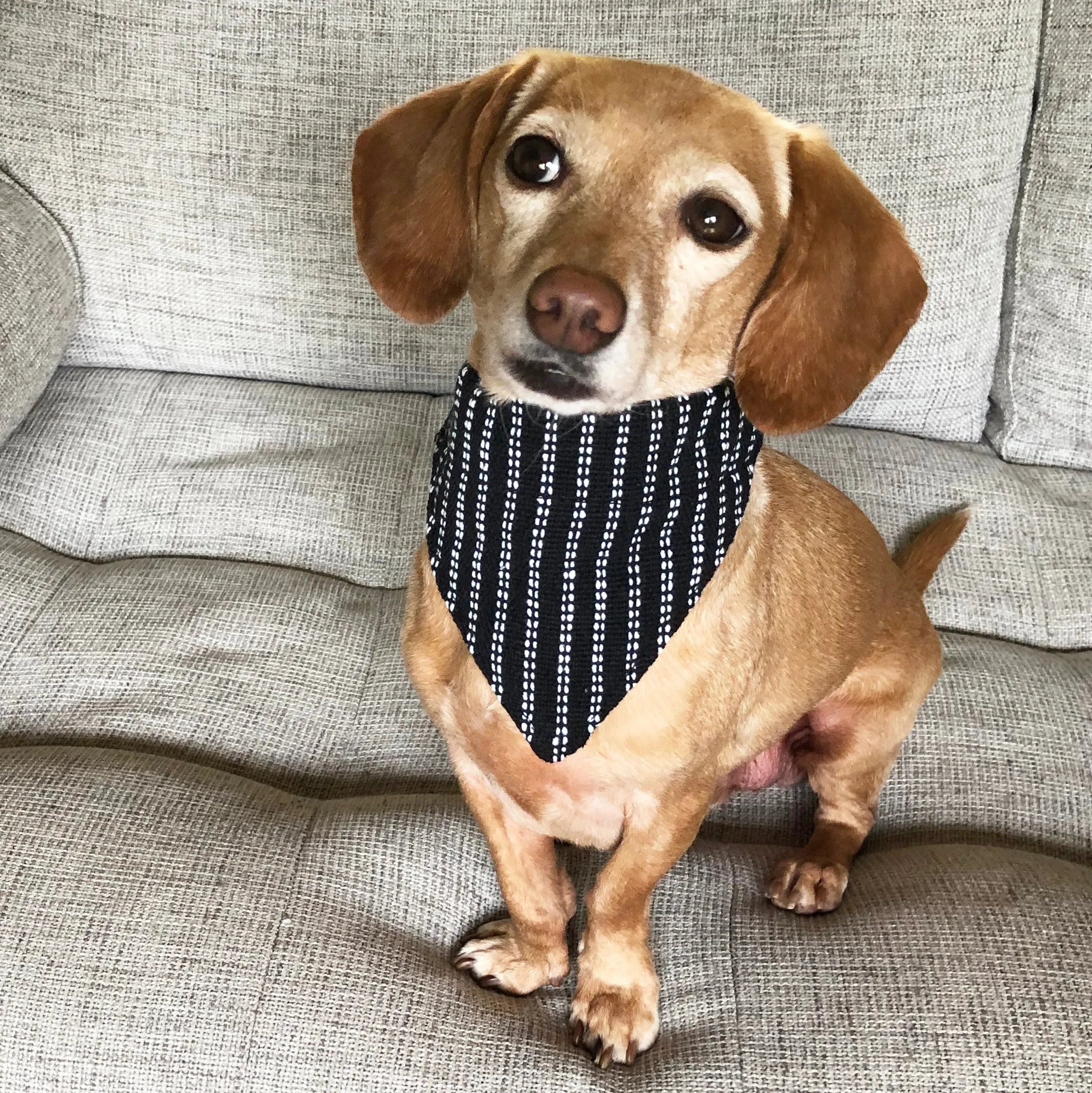 Dog Bandana Small - Pinstripe Woven