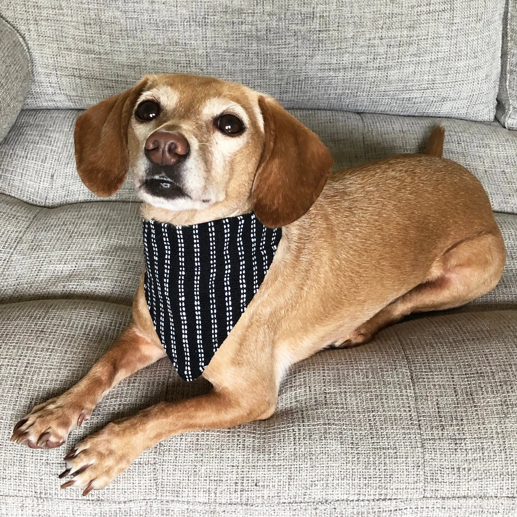 Dog Bandana Small - Pinstripe Woven