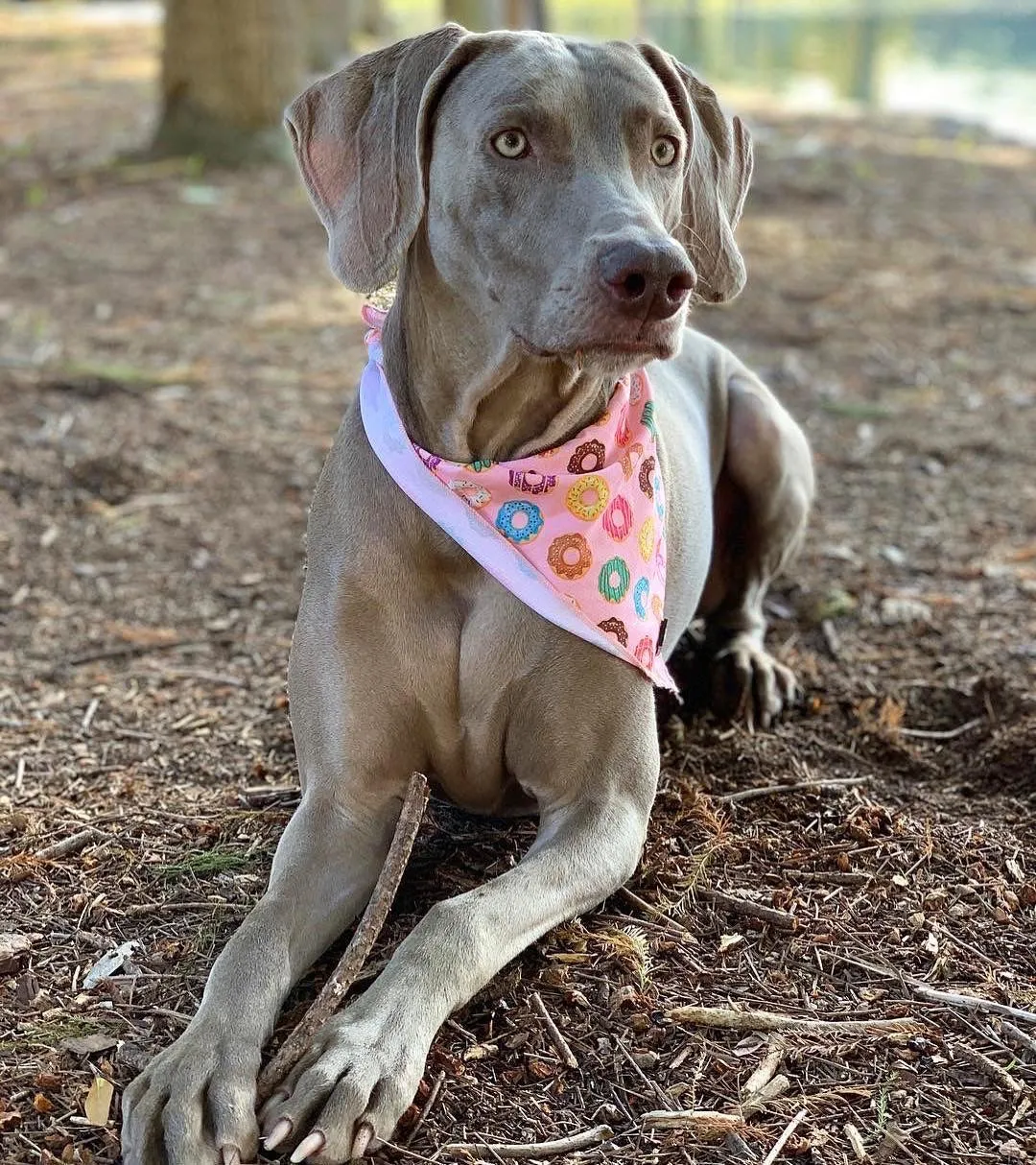 Frenchiestore Dog Cooling Bandana| Pink StarPup