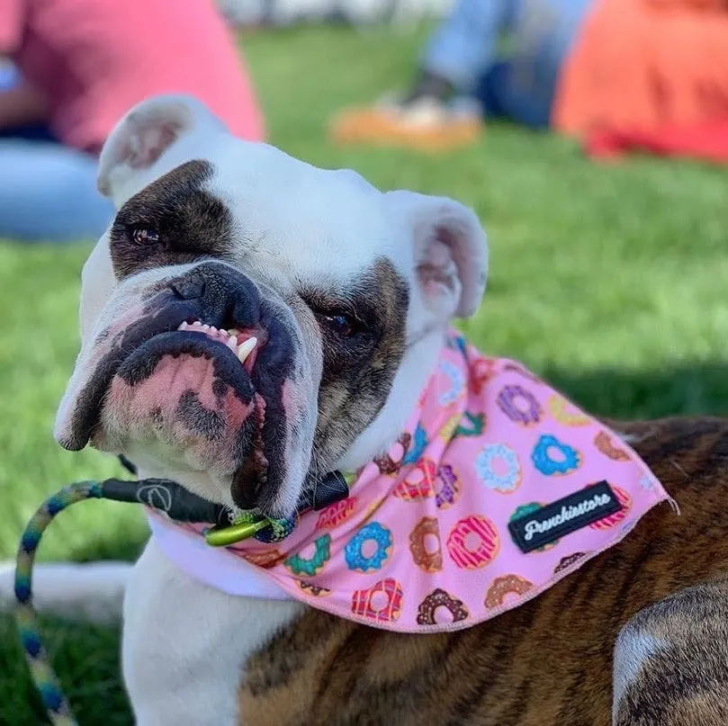 Frenchiestore Dog Cooling Bandana| Pink StarPup