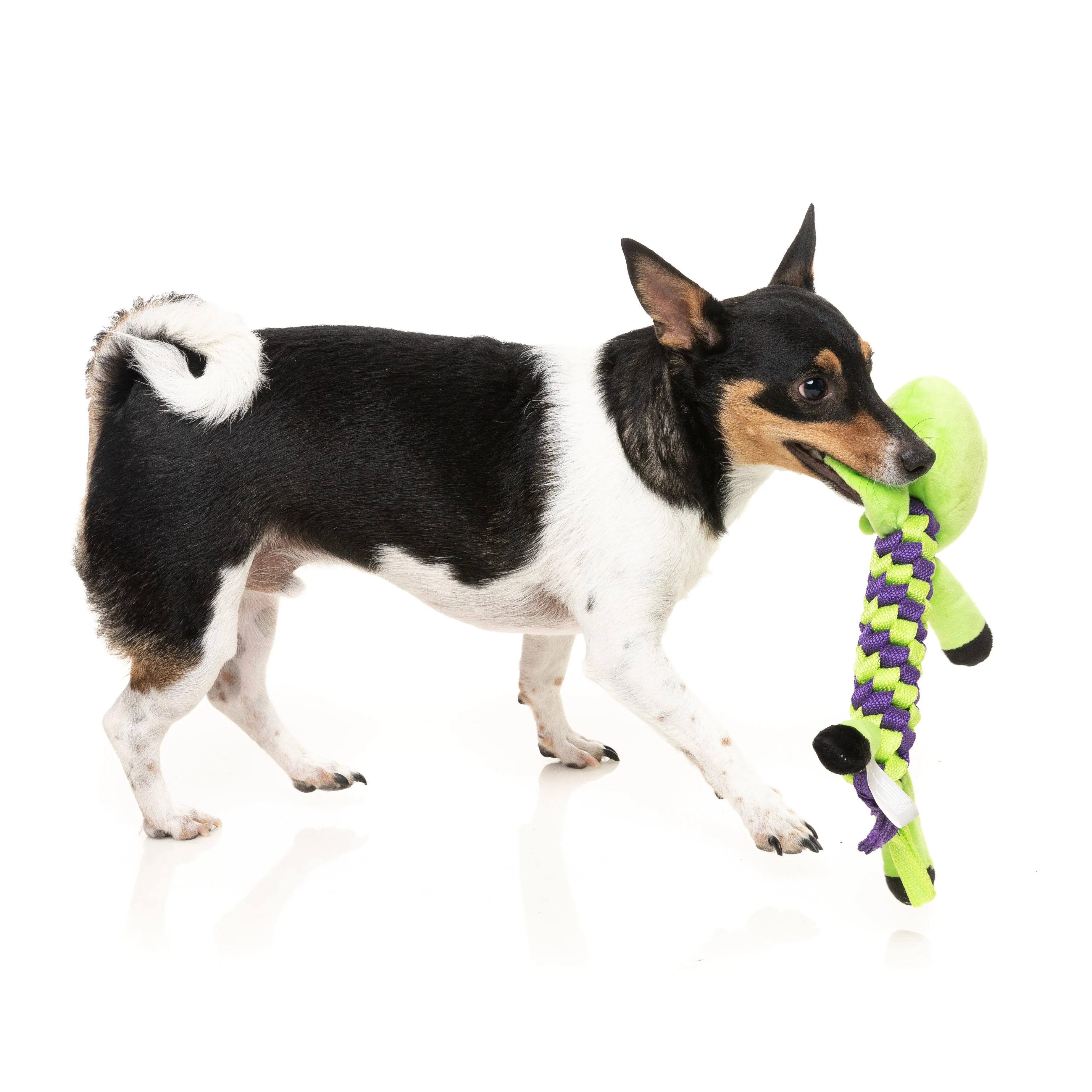 FuzzYard Halloween Bone Affleck Dog Toy***