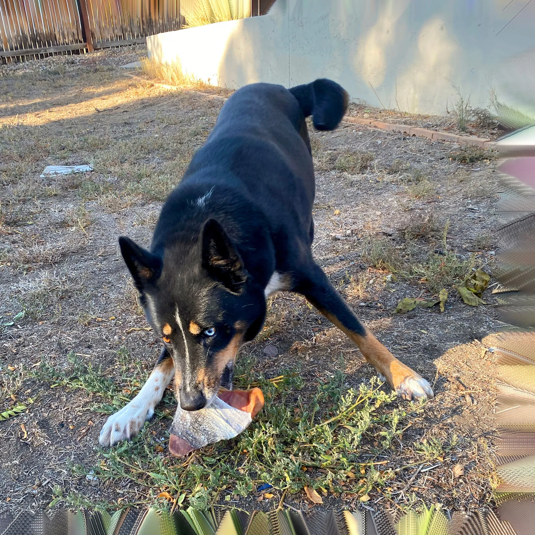 Icelandic  Pork Pig Ear Dog Chew Wrapped with Fish Skin