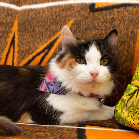 Mud Cloth Cat Bandana