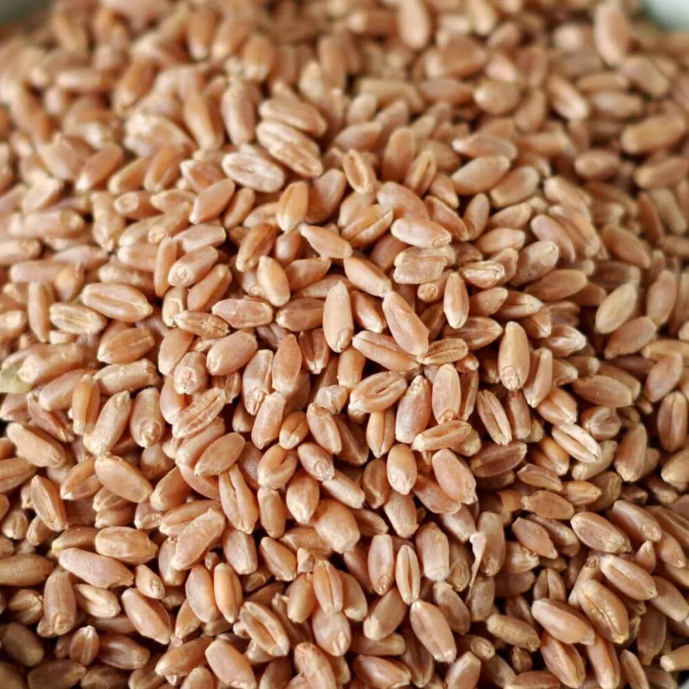 Rainy Day Foods Hard Red Wheat 88 oz #10 Can - 25 Servings