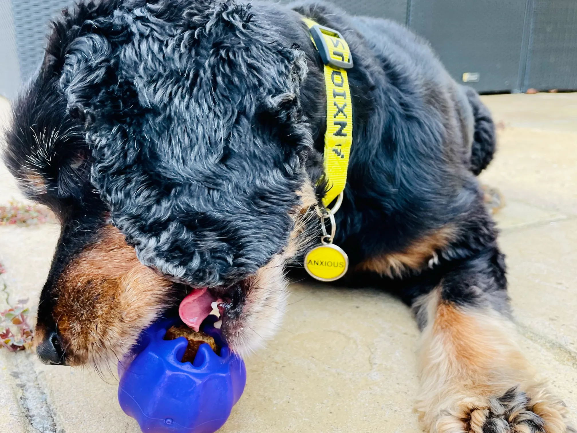 SodaPup MKB Cross Bones Treat Toy - Purple